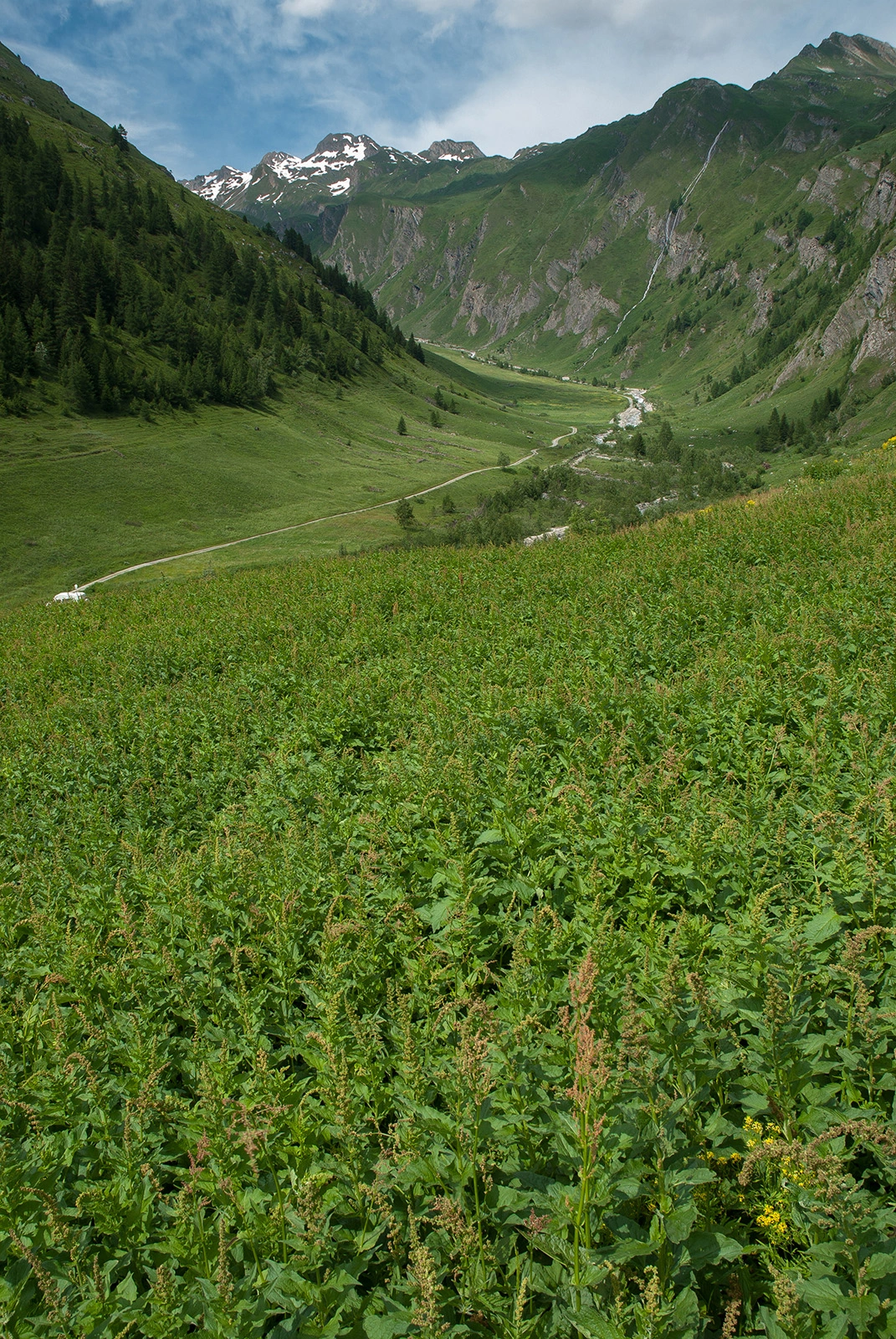 Photo Maurizio Broglio - Chenopodium bonus-henricus